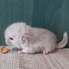 Лелик