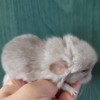 Болик
