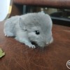 Фаяса