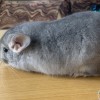 Вита