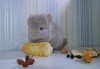 месяц