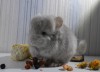месяц
