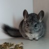 Макс
