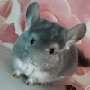 Милана