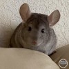 Кевин Моррис