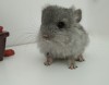 1 мес
