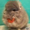 ЗС Анастасия