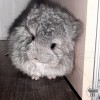 Полли Вик