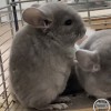 Сильви