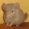 Аврора