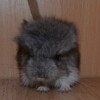Оливер