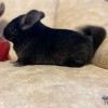 Милла