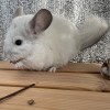 Августин