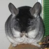 Ялта н_лова