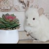 Чел Чин Снежик 