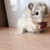 Чел Чин Мальта 