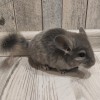 Роки