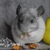 Иолай Милагро Минера