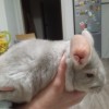 СИ Джиллиан