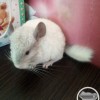 Ноэль