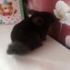 Клаус