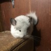 Олов