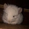 Джон Сильвер