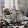 Винтик
