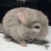 Таффи Моррис
