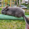 ЛАВАНДА