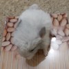 Геля
