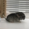 Вульф
