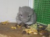 3 недели