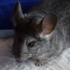 Лана