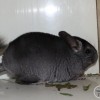 Севиль