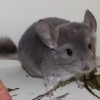 Маиса