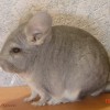 Арис
