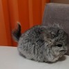 Чел Чин Микки