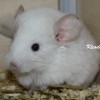 Уоллис Н НЕМ
