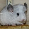 Уилфред Н НЕМ