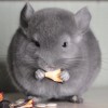 Касатик