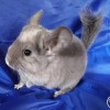 Рамина
