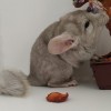 Нигелла