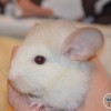 Дана