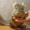 Самуил