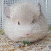 АС Милкивей