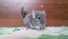 1 мес