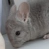 Коржик