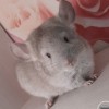 Натс