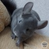 Мэвис